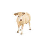 Blonde d'Aquitaine Papo en PVC, Collection Vie à la ferme, jouet éducatif idéal pour enfants et collectionneurs